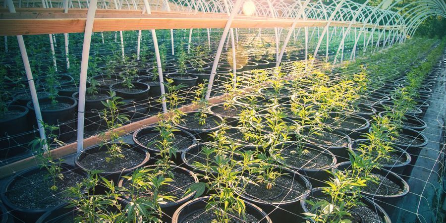 CÓMO CULTIVAR CANNABIS EN ESPALDERAS AL AIRE LIBRE