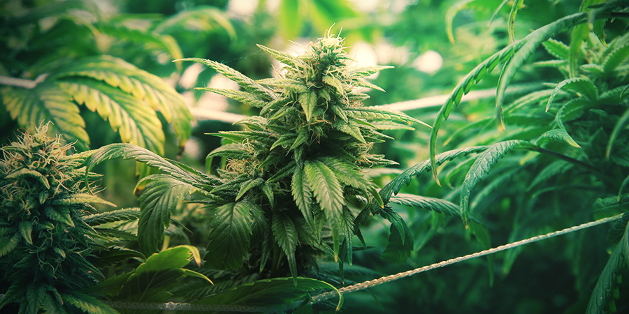 Método ScrOG Para Una Producción Máxima MÉTODO SCROG PARA UNA PRODUCCIÓN MÁXIMA