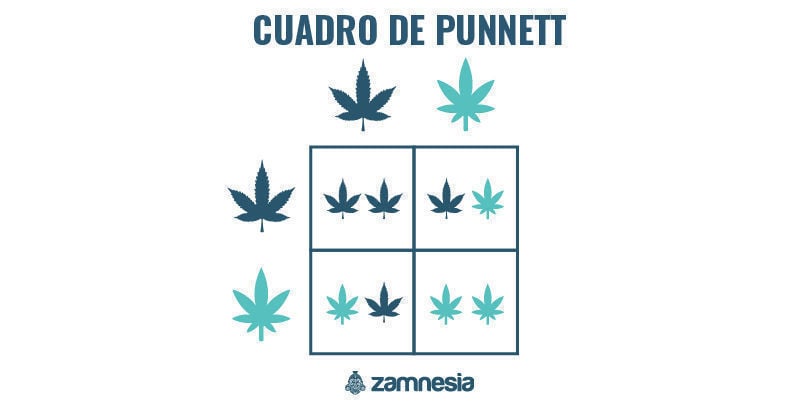 cuadro de Punnett