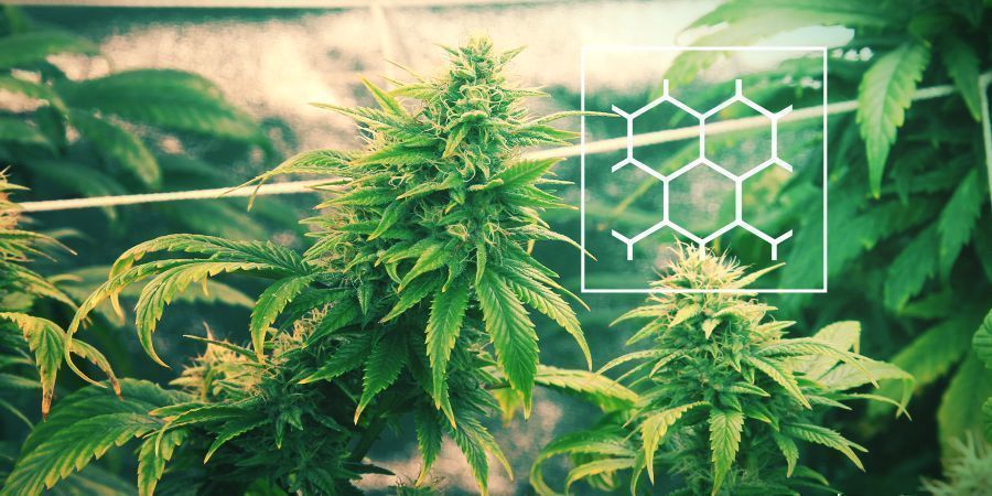 Cultivar Cannabis Según El Método ScrOG