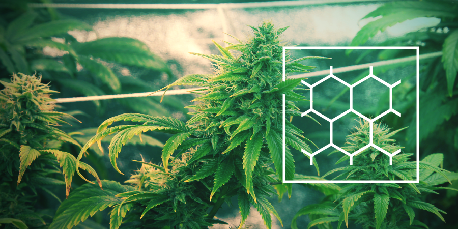 Cultivar Cannabis Según El Método ScrOG Cultivar Cannabis Según El Método ScrOG