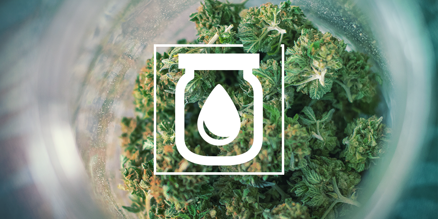 El Curado Al Agua Del Cannabis: Qué Es Y Cómo Se Hace El Curado Al Agua del Cannabis: Qué Es y Cómo Se Hace