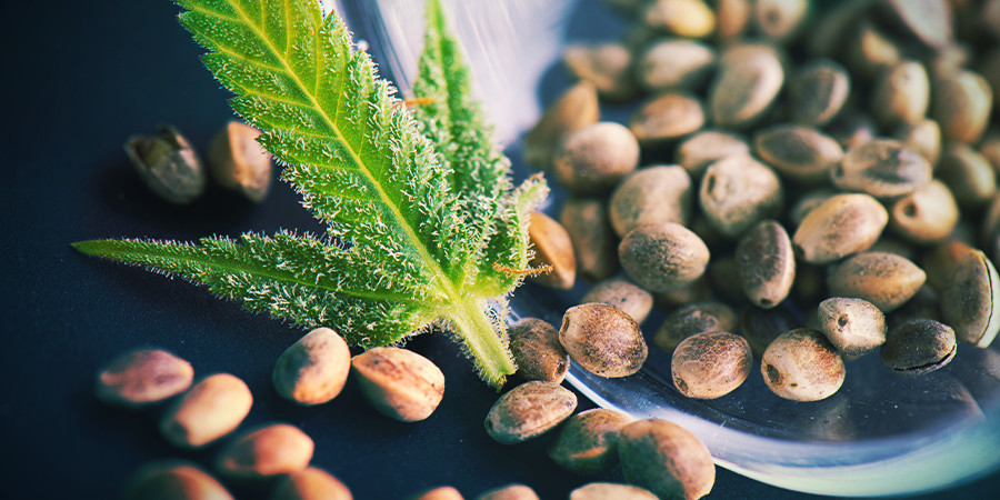Semillas De Cannabis Regulares Semillas De Cannabis Regulares