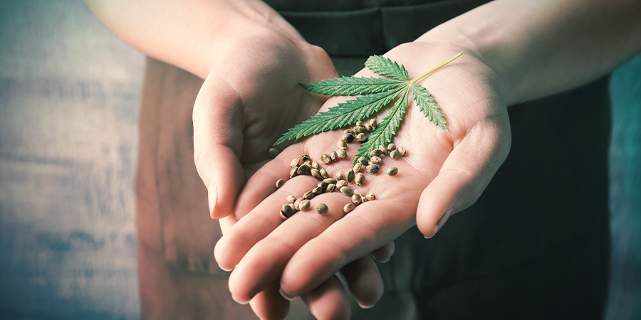 Semillas De Cannabis Feminizadas Semillas De Cannabis Feminizadas