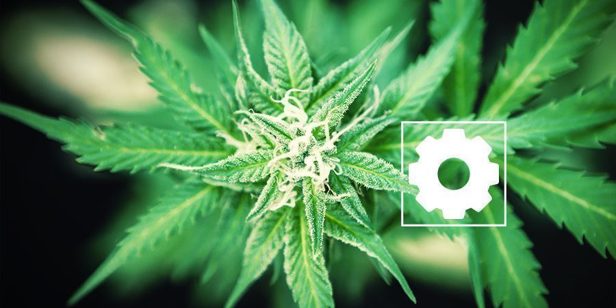 Características Del Cannabis Ruderalis