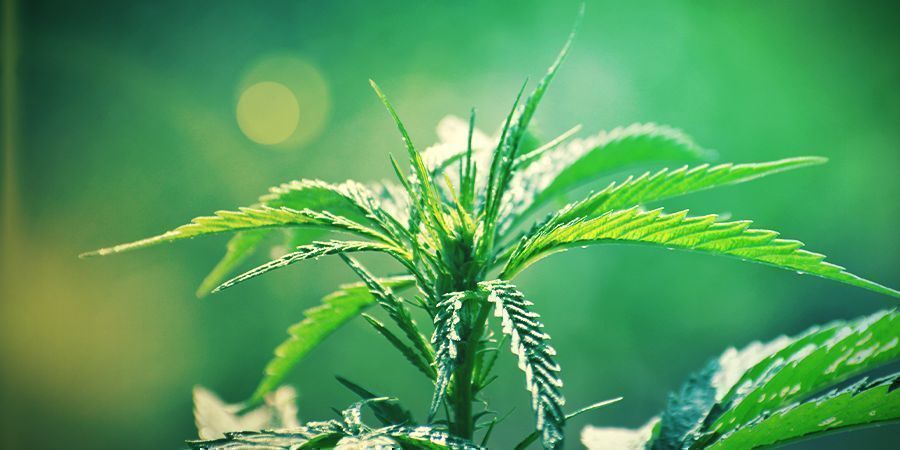 ¿Qué Es El Cannabis Ruderalis?