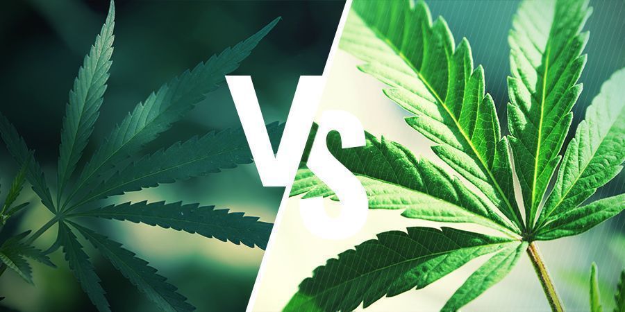 ¿En Qué Se Diferencia La Genética Ruderalis De La Índica/Sativa?