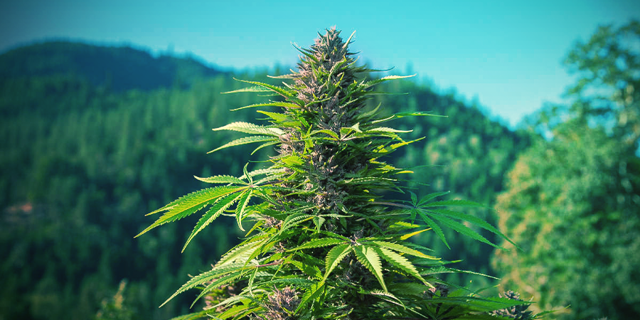 ¿Cómo Identificar Una Planta De Cannabis Indica? ¿Cómo Identificar Una Planta De Cannabis Indica?