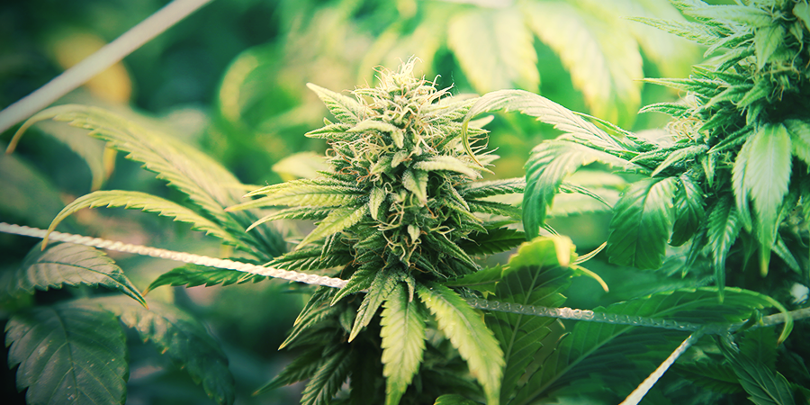 Cómo Cultivar Una Índica Cómo Cultivar Una Índica
