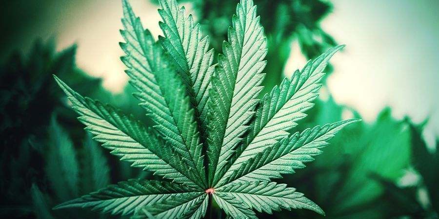 ¿Cómo Identificar Una Planta De Cannabis Indica?