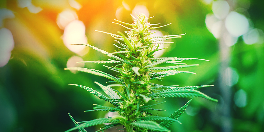 Cómo Cultivar Una Sativa Cómo Cultivar Una Sativa