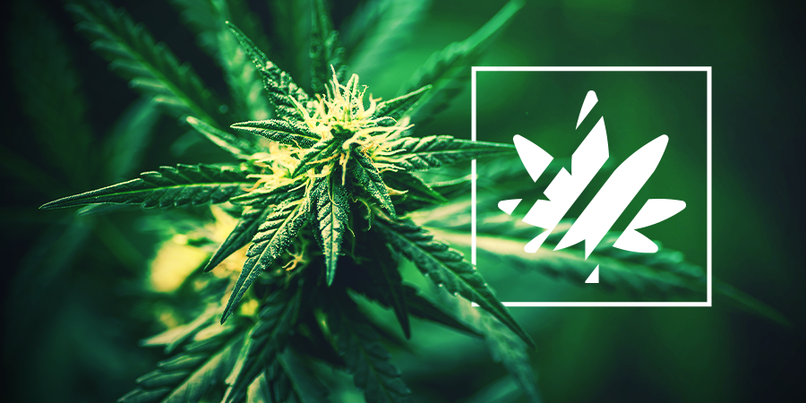 Sativa, Indica, Ruderalis y Híbridos Sativa, Indica, Ruderalis y Híbridos