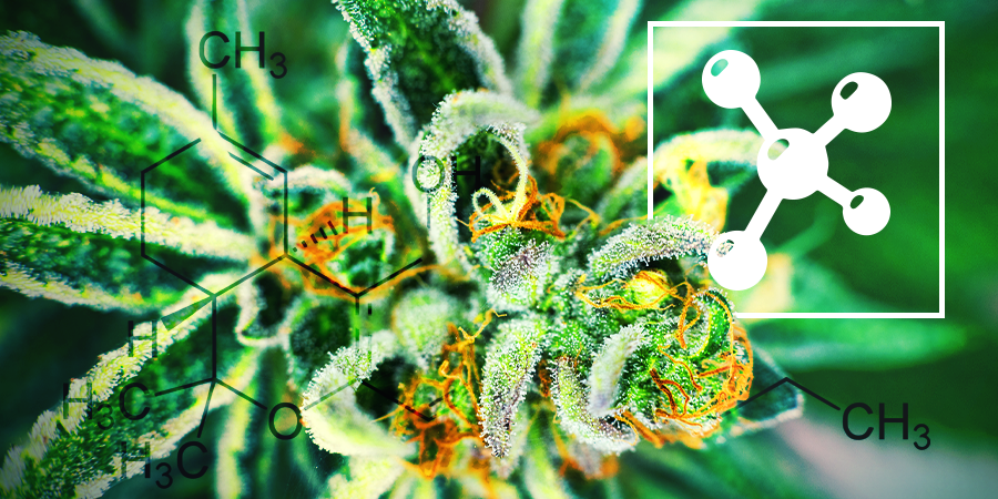 Cannabinoides Cannabinoides