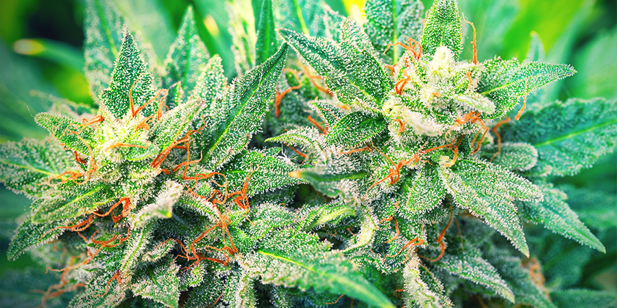 Variedades Ricas En CBD Y Bajas En THC Variedades Ricas En CBD Y Bajas En THC