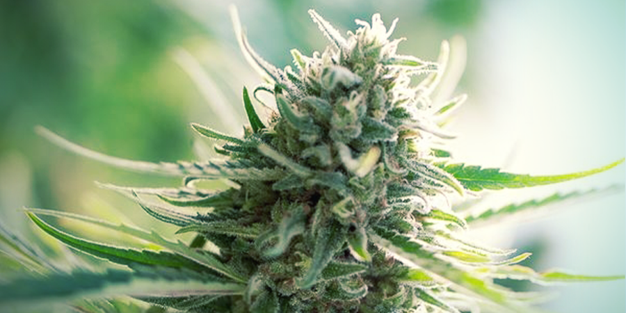 Variedades Con Un Ratio De CBD:THC De 1:1 Variedades Con Un Ratio De CBD:THC De 1:1