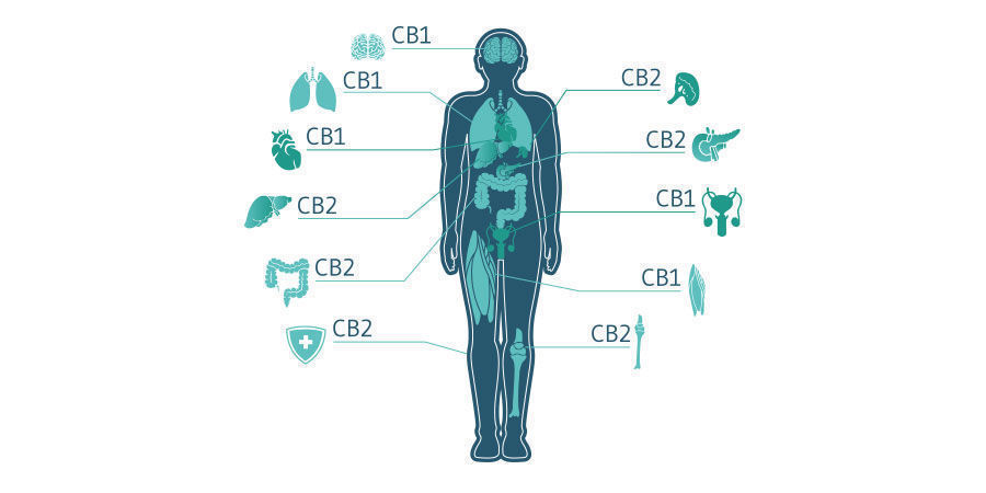 ¿Cómo funciona el CBD?