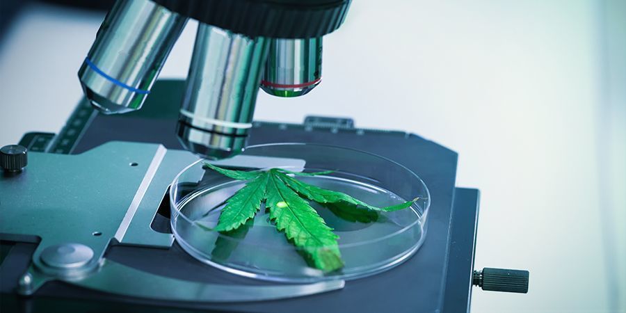 THCV: Un Cannabinoide Infravalorado
