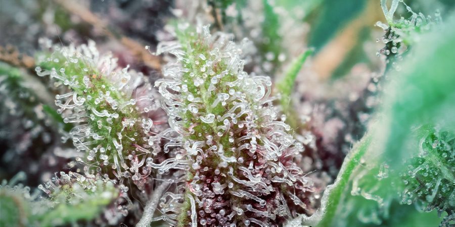 Qué Es El THCV -tricomas