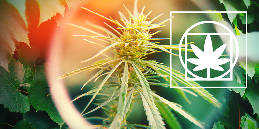 Biología De La Planta Biología De La Planta