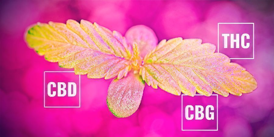 Cómo Podría Afectar La Tasa Fotosintética Al Contenido Cannabinoide