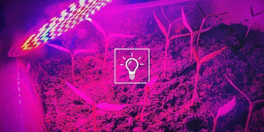 Cannabis Y Calidad De La Luz: Potencia, Lúmenes, RFA Y DFFF