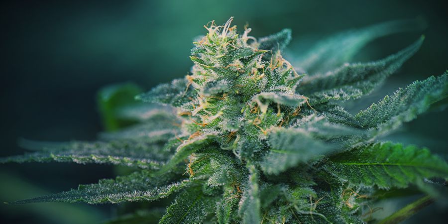 Cannabis: Etapa De Floración