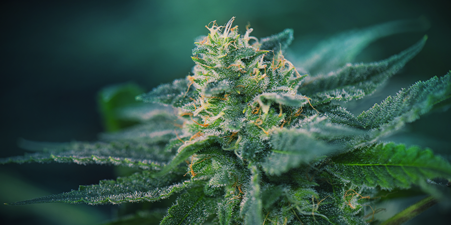 Cannabis: Etapa De Floración Cannabis: Etapa De Floración