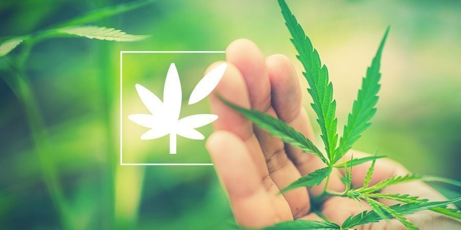 Todo Sobre La Anatomía De La Planta De Cannabis