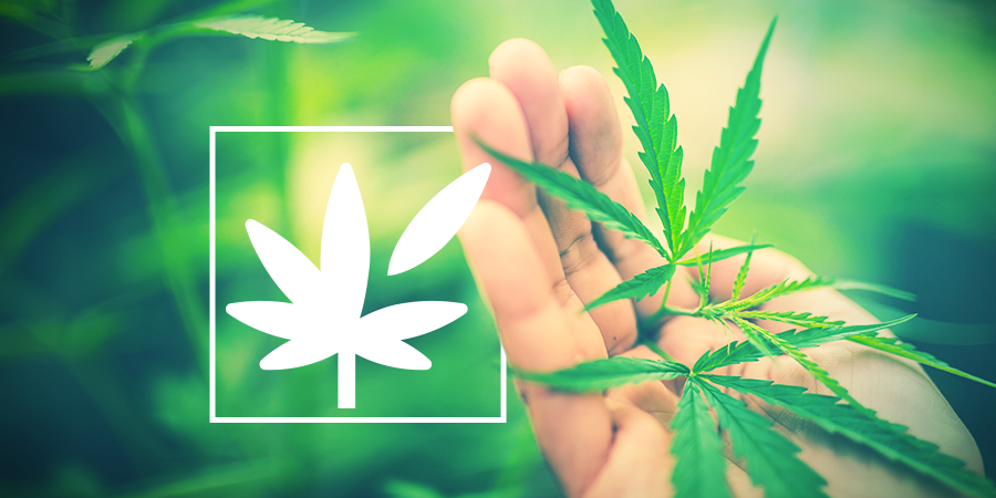 Todo Sobre La Anatomía De La Planta De Cannabis Todo Sobre La Anatomía De La Planta De Cannabis