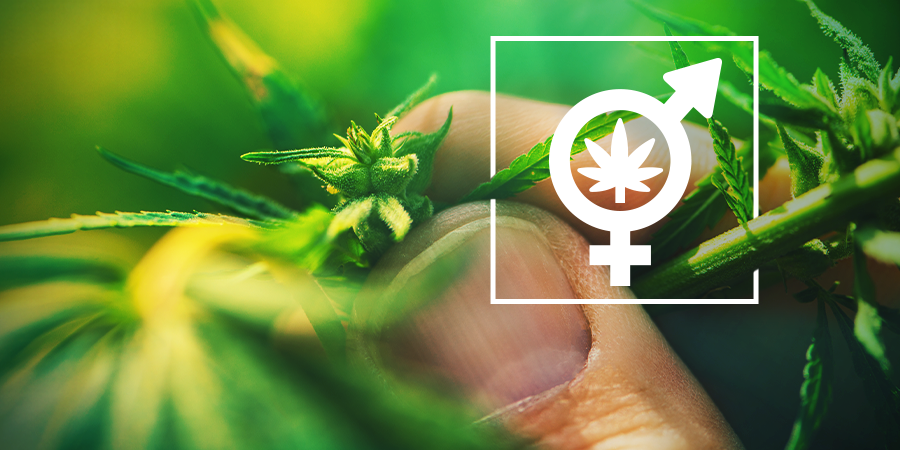 Conocer El Sexo De Tus Plantas De Cannabis Conocer El Sexo De Tus Plantas De Cannabis