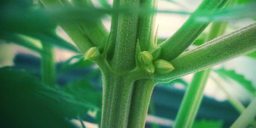 Plantas De Cannabis Macho