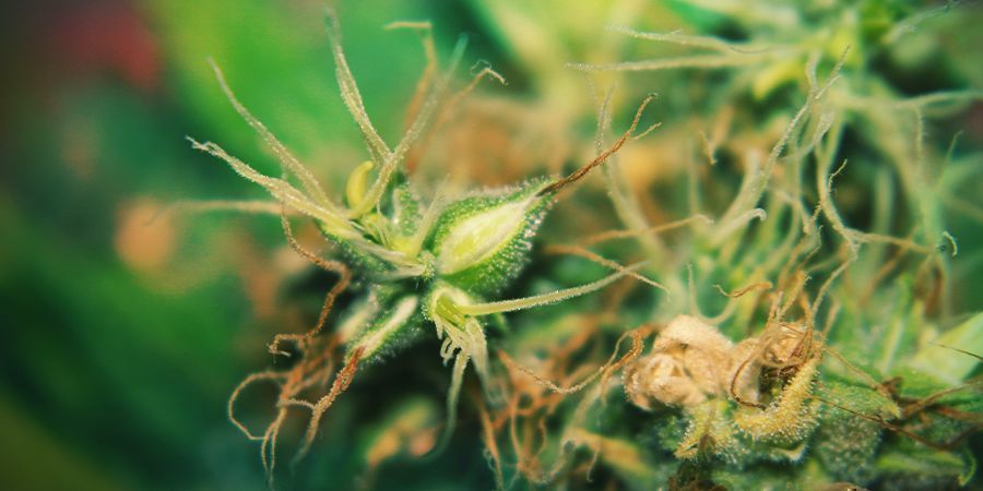 Plantas De Cannabis Hermafroditas