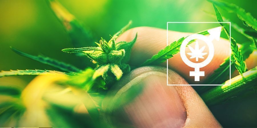 Conocer El Sexo De Tus Plantas De Cannabis