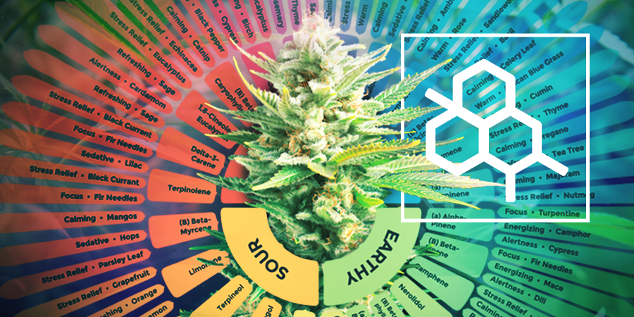 La Diferencia Entre Los Terpenos Y Los Terpenoides La Diferencia Entre Los Terpenos Y Los Terpenoides
