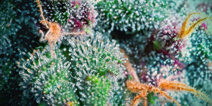 Cómo Aumentar La Producción De Terpenos