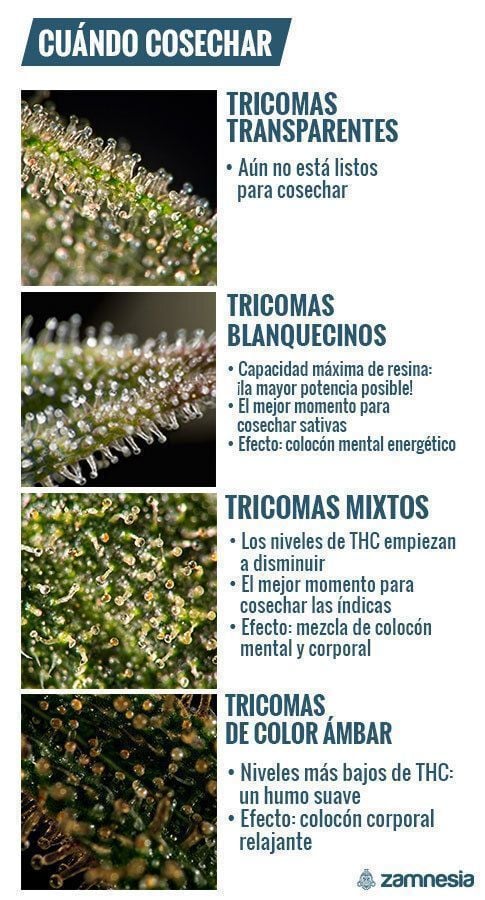 Determinar El Momento De La Cosecha Con Tricomas