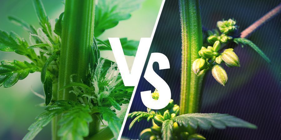 El sexo de las plantas de marihuana: machos vs hembras