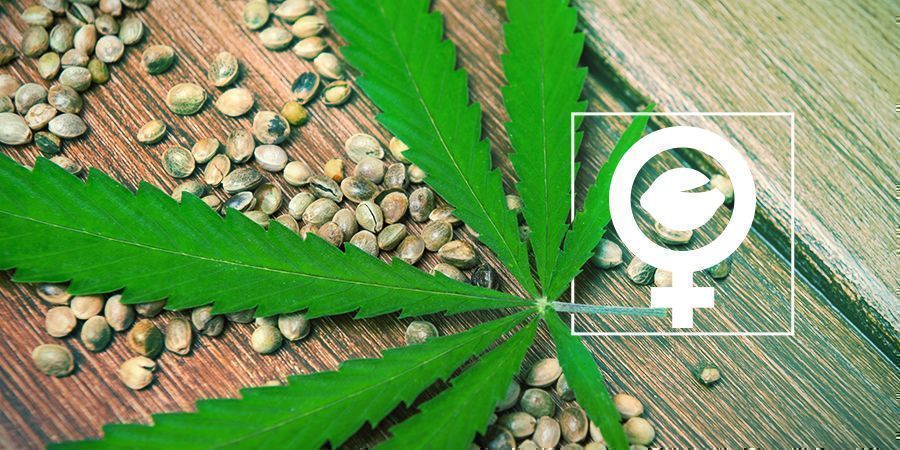 Semillas de marihuana: regulares vs feminizadas vs auto vs CBD