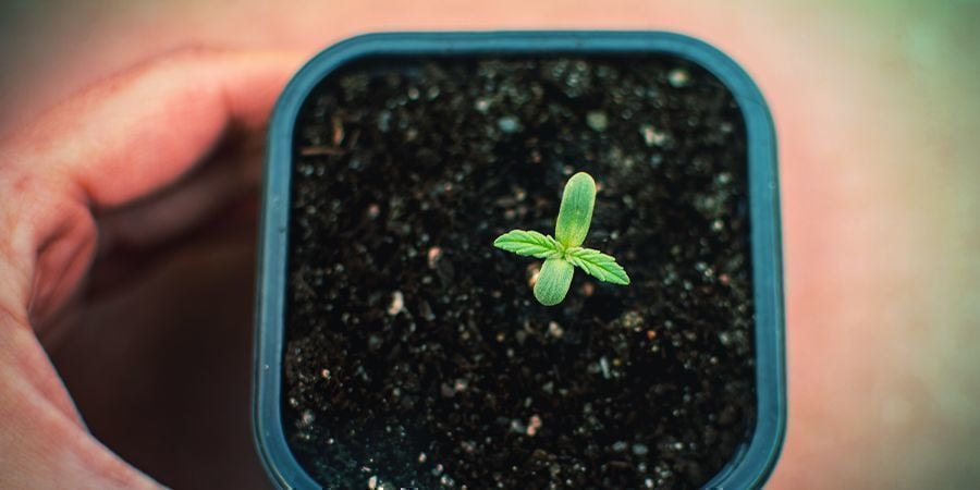 ¿Cuándo Deberías Fertilizar Las Plantas Autoflorecientes?