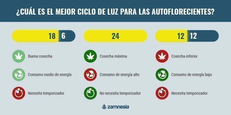 ¿Cuál Es El Mejor Ciclo De Luz Para Las Autoflorecientes? infografía