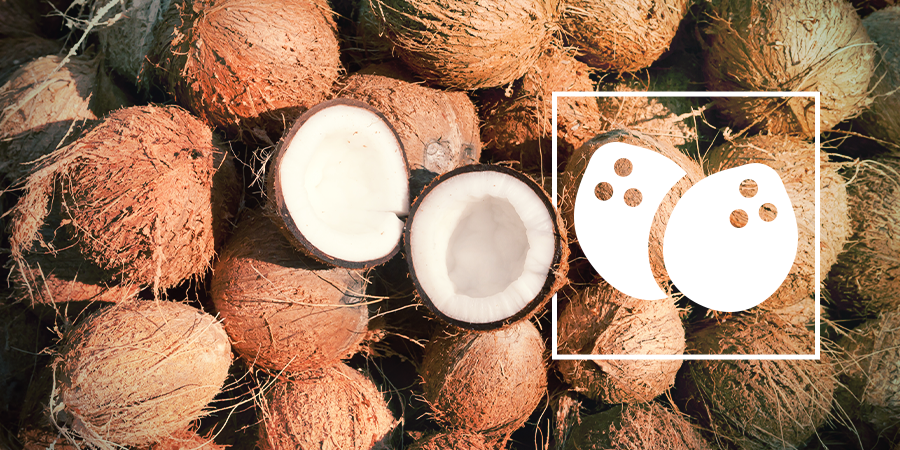 El Cultivo De Cannabis En Coco El Cultivo De Cannabis En Coco