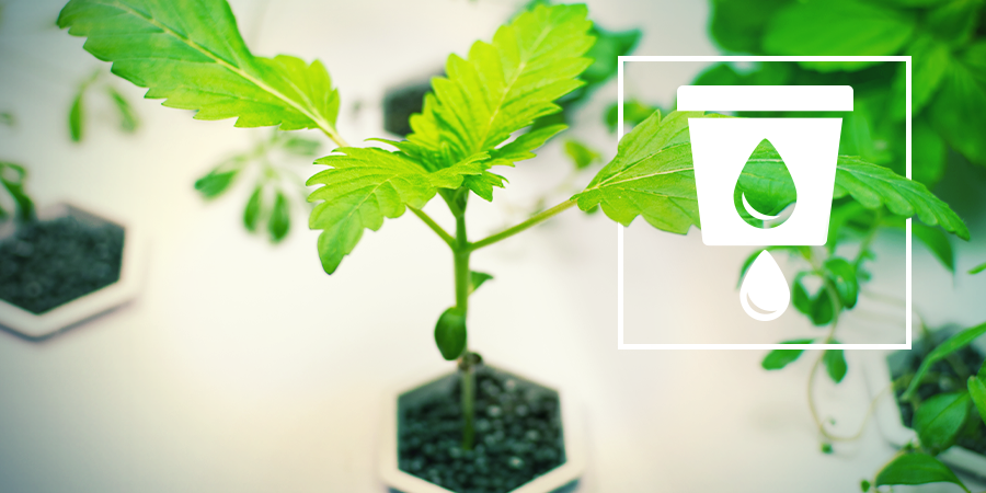 Cultivar Cannabis Con Hidro Cultivar Cannabis Con Hidro