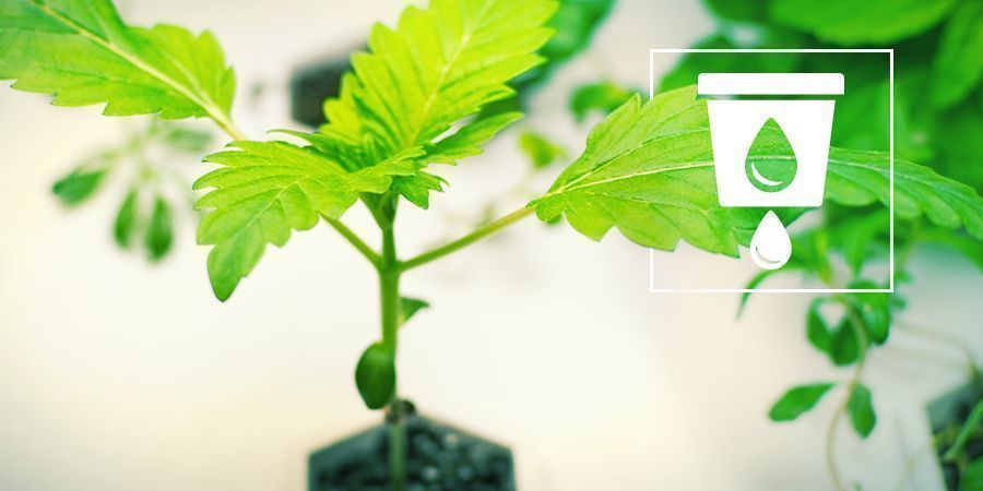 Cultivar Cannabis Con Hidro