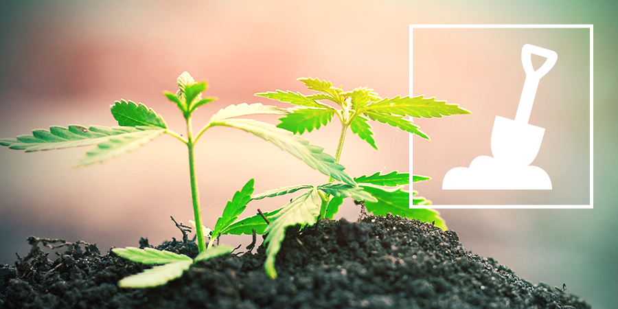 El Cultivo De Cannabis En Suelo El Cultivo De Cannabis En Suelo