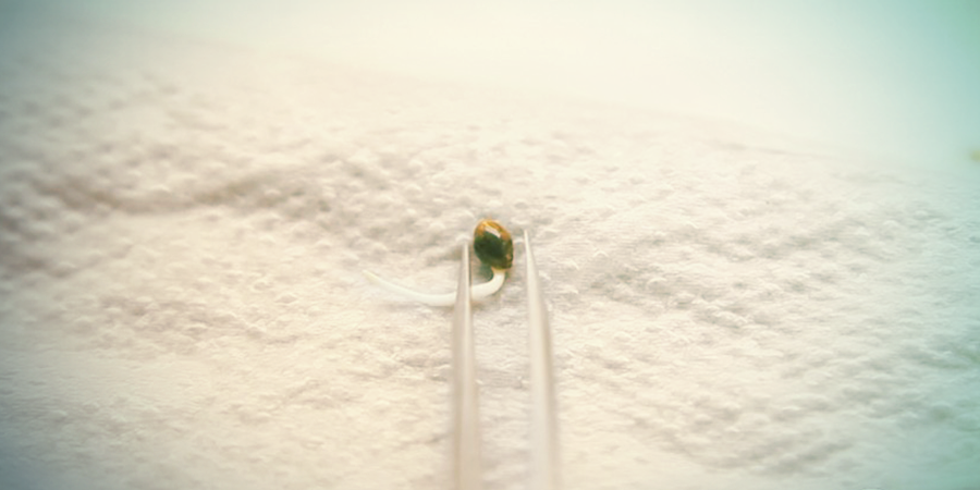 ¿Debería Pre-germinar Mis Semillas De Marihuana? ¿DEBERÍA PRE-GERMINAR MIS SEMILLAS DE MARIHUANA?