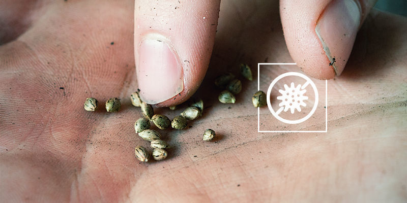 Tus semillas de marihuana han germinado pero no crecen: Infección fúngica o bacteriana