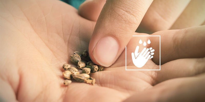 Semillas de marihuana que no germinan: Manipulación de las semillas con las manos sucias