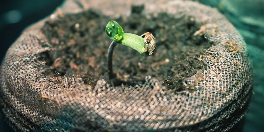 Germinación En El Propio Medio Germinación En El Propio Medio