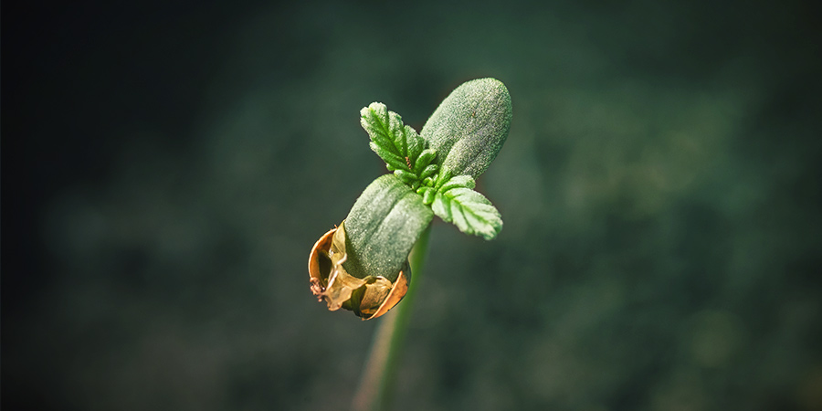 3 Métodos Probados De Germinación
