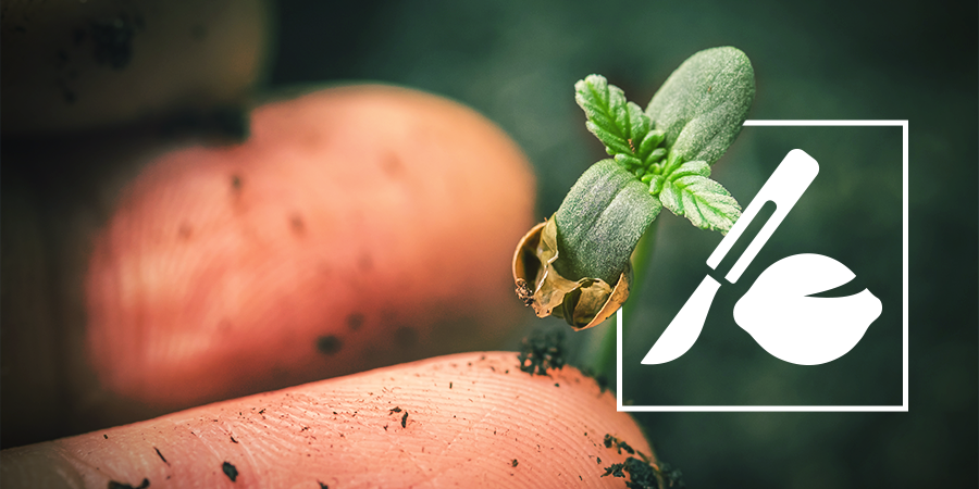 Cómo Germinar Semillas Viejas De Cannabis Cómo Germinar Semillas Viejas De Cannabis